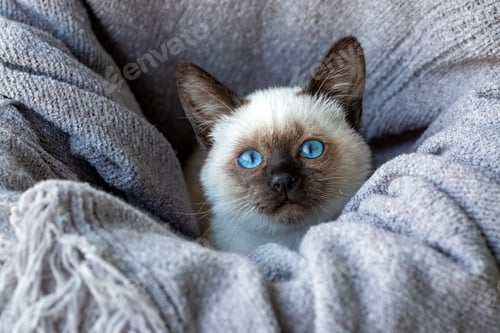 Preview: Cute kitten siamese cat indoor
