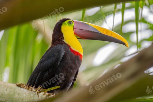 Preview: toucan, bird, colours, tropics