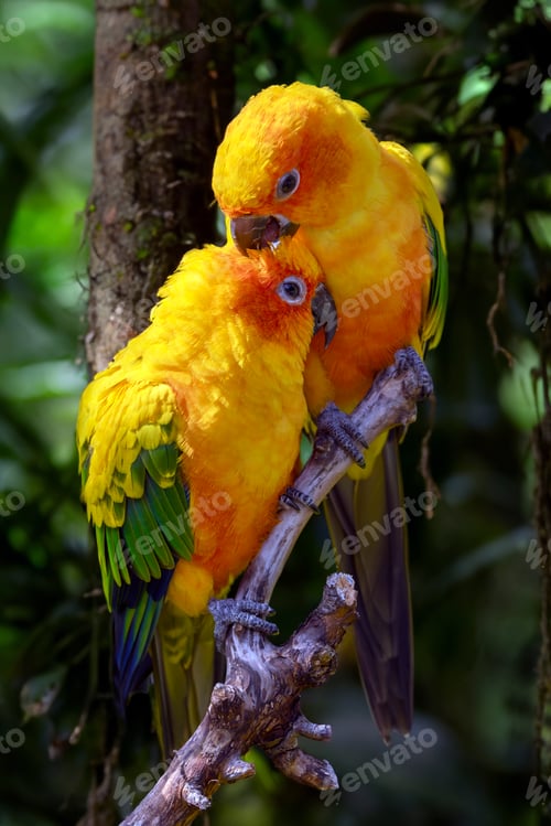 Preview: Sun parakeets (Aratinga solstitialis) close up view