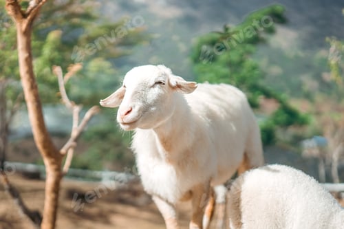 Preview: Happy cute sheep in natural farm environment on sunny day