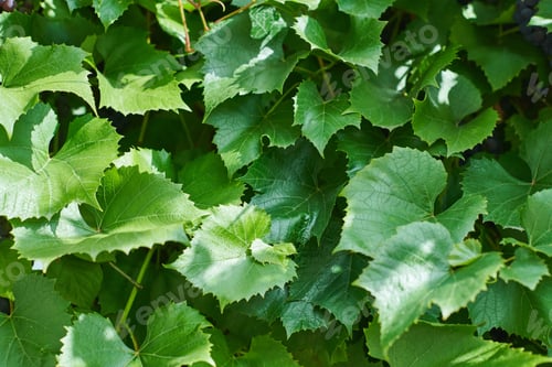 Preview: Grape leaves. Green vine leaves at sunny september day in vineyard. Soon autumn harvest of grapes