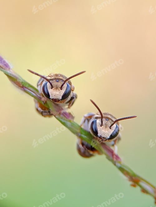 Preview: Little bee