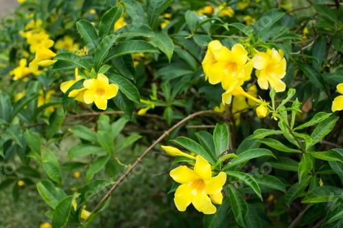 Preview: Forsythia flowers on a Bush with green leaves