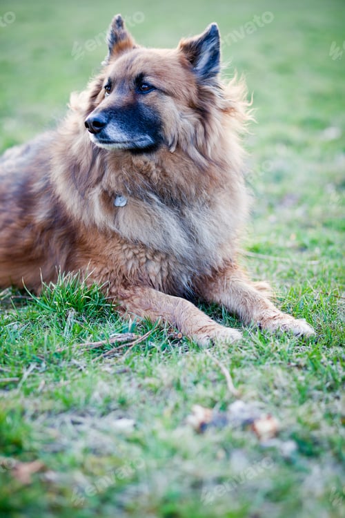 Preview: Belgian Shepherd Dog
