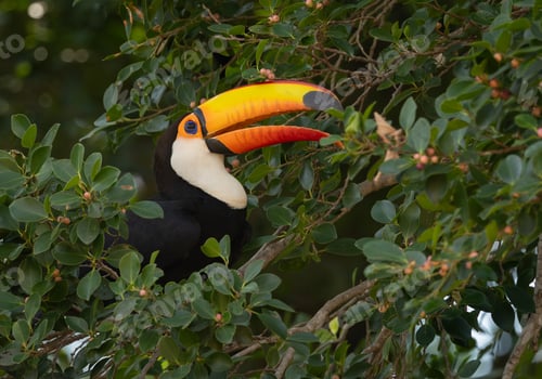 Preview: Toucan in Brazil