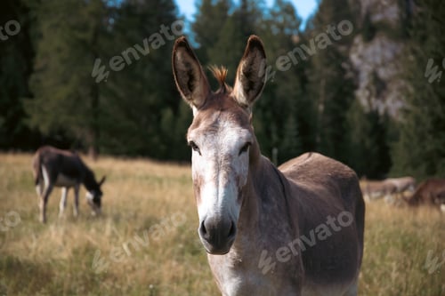 Preview: A donkey in the wonderful landscape of the Dolomites mountains, South Tyrol, Italy
