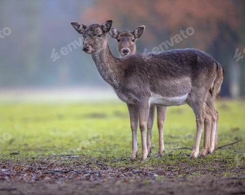 Preview: Two dark colored female Fallow deer