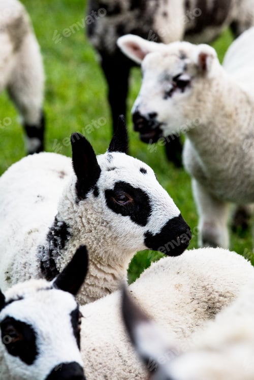 Preview: Small herd of Kerry Hill sheep on a farm.