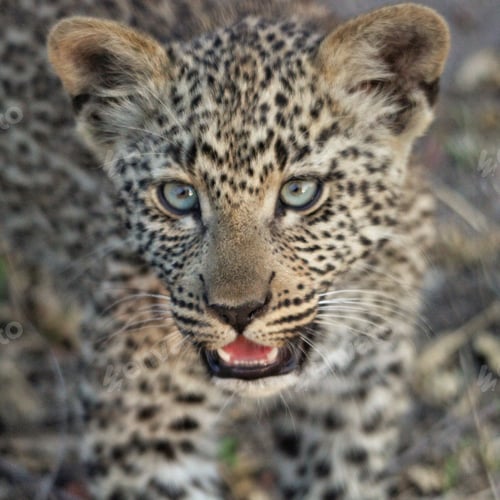 Preview: 4-month-old leopard cub