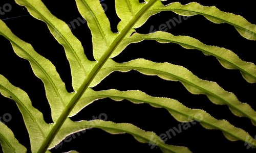 Vista previa: Fern leaf with black background