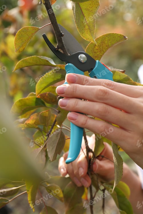 Preview: Woman pruning tree branch by secateurs in garden, closeup