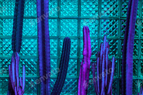 Preview: Tall cacti in purple and pink hues stand against geometric glass block wall with turquoise lighting.