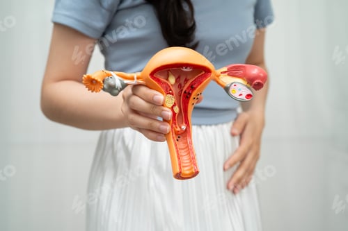 Preview: Uterus, Asian, woman holding human anatomy model.
