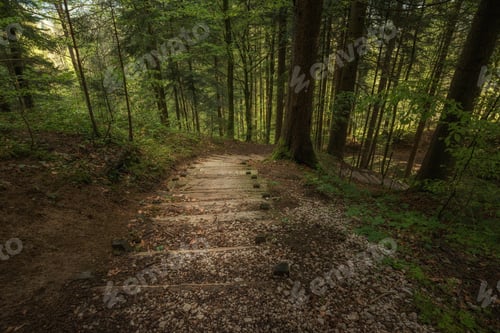 Preview: Path through the magical spring forest