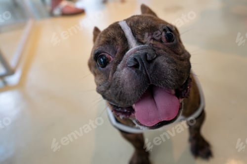 Preview: Close-up portrait of French bulldog in the cafe