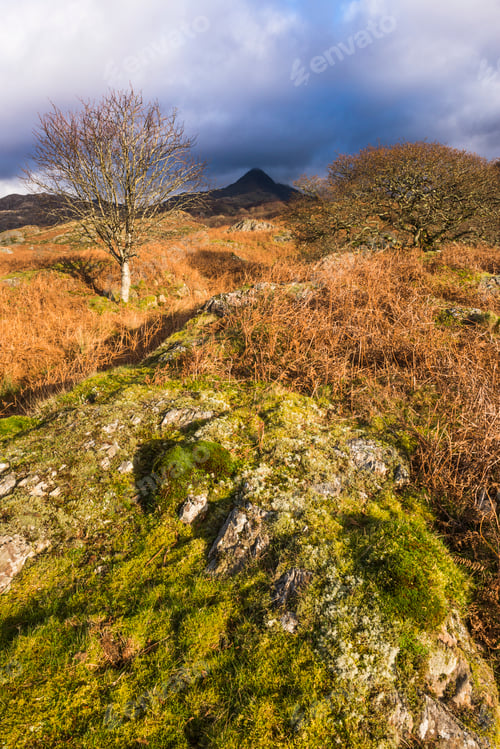 Preview: Cnicht seen from Croesor Valley, Snowdonia National Park, North Wales