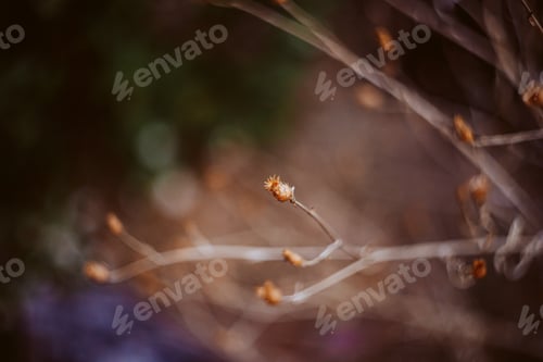Preview: Long summer dry grass against a sunset. Nature background