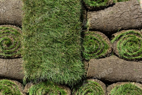 Preview: A lawn with rolled grass in close-up is ready for laying, a rolled lawn on a pallet.
