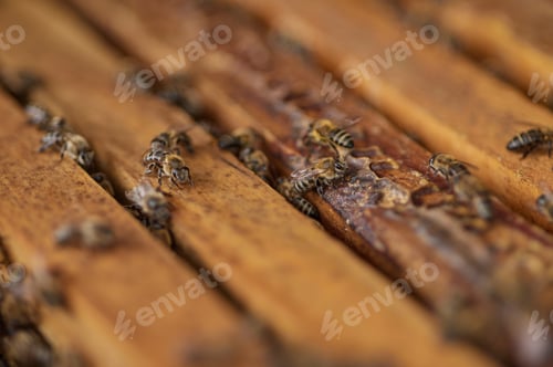 Preview: A future without bees would really sting