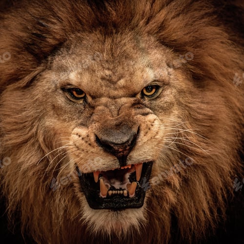 Preview: lion, roaring, opening, mouth