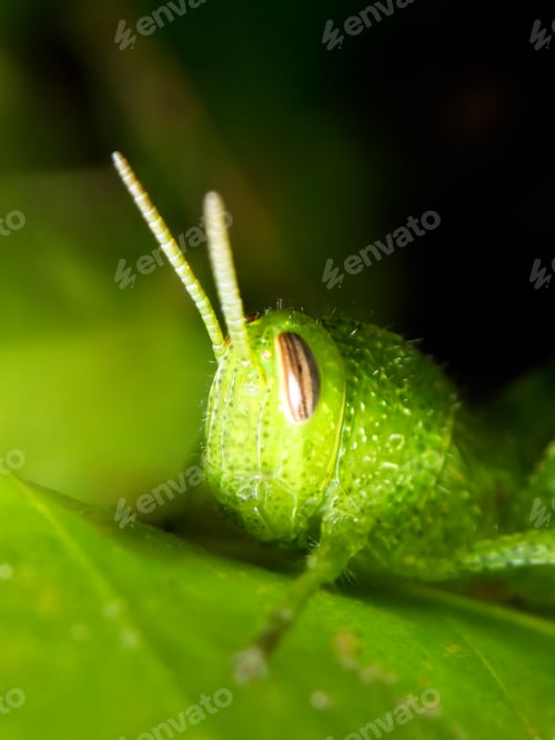 Preview: Close view of a green grasshopper on a leaf during daytime in a garden setting