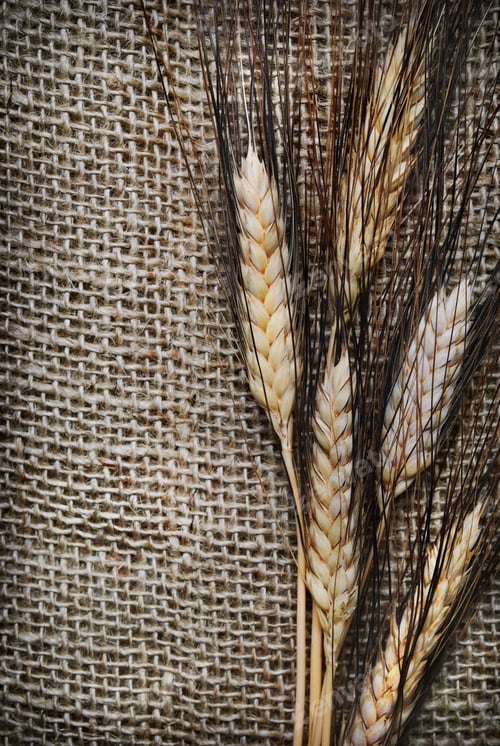 Preview: Wheat