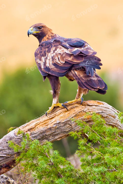 Preview: Golden Eagle, Mediterranean Forest, Spain