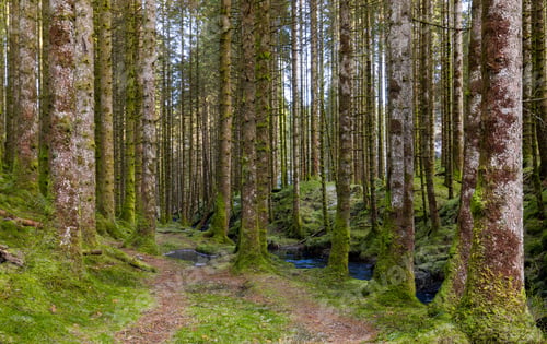 Preview: A Trail In The Forest