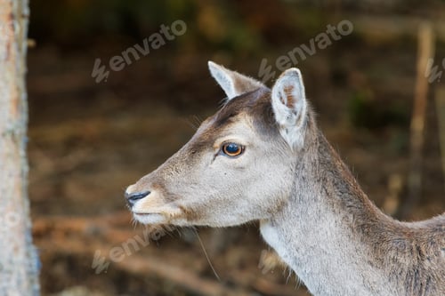 Preview: Portrait of fallow deer (Dama dama)