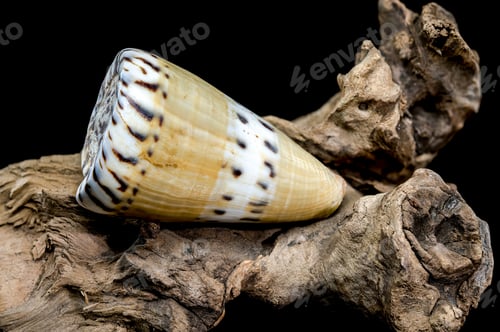 Preview: Conus Mustelinus Shell on Driftwood