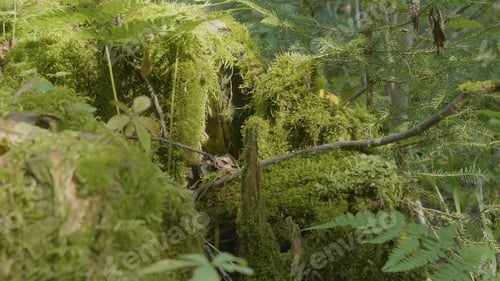 Preview: Old tree stump covered with moss in the coniferous forest, beautiful landscape. Stump with moss in