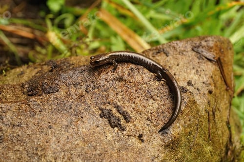 Preview: Closeup on a juvenile of the endangered Del Norte salamander, Plethodon elongatus