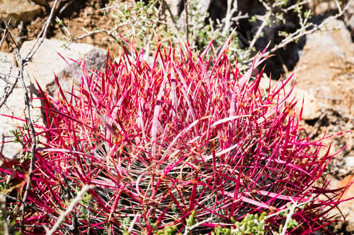 Preview: Desert barrel cactus