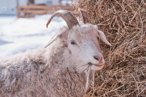 Preview: Close-up portrait of a goat eating hay on a farm