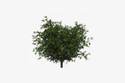 Preview: Dense foliage on single-trunk tree