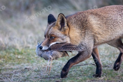 Preview: Fox carrying a caught bird in its mouth