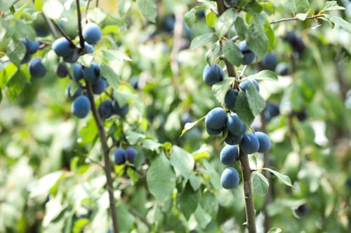 Preview: Ripe plums growing on tree in garden