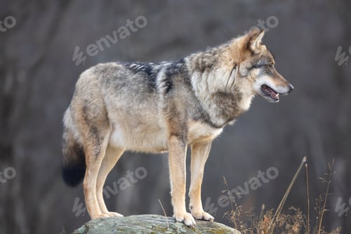 Preview: Portrait of a large male grey wolf standing on a rock in the forest