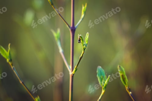 Preview: trees are blooming in the spring. branches of a tree with small green leaves. background light green