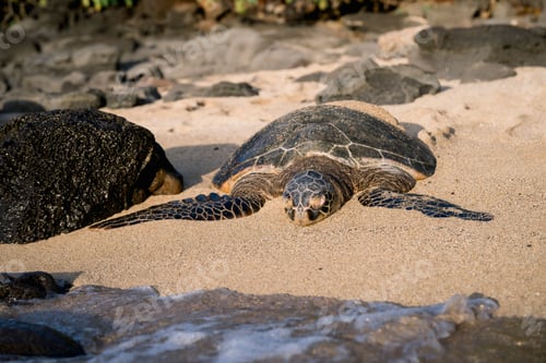 Preview: Sea turtle resting on a sandy beach