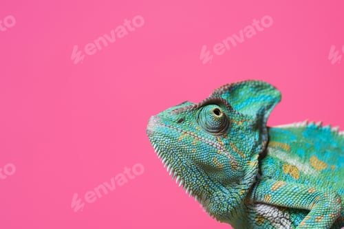 Preview: close-up view of cute colorful exotic chameleon isolated on pink