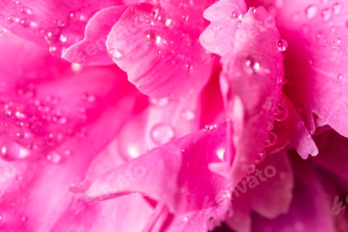 Preview: Hot Pink Flower Petals with Water Droplets
