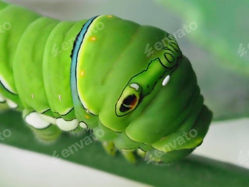 Preview: Swallowtail larvae