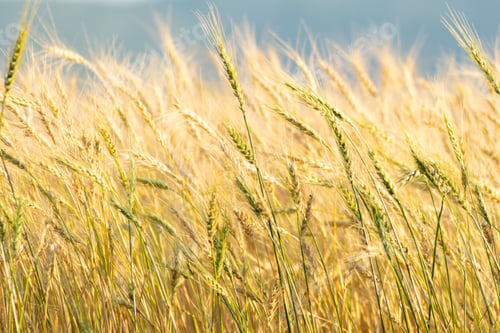 Preview: Summer wheat field almost ready for harvest with some ears of wheat still green. Agriculture concept