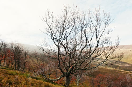 Preview: Bare beerch trees on autumn mountains, at Carpathian, Ukraine, Europe.