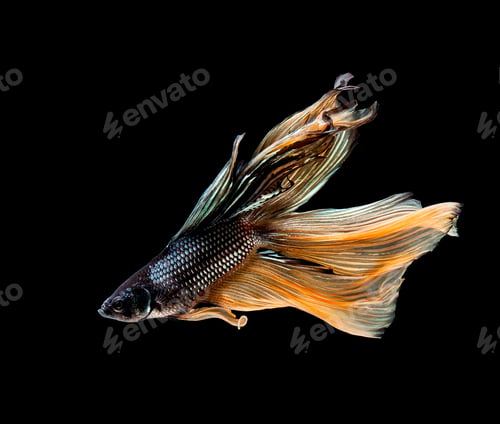 Preview: Betta fish, siamese fighting fish, betta splendens isolated on black background