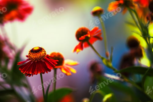 Preview: Red yellow flowers