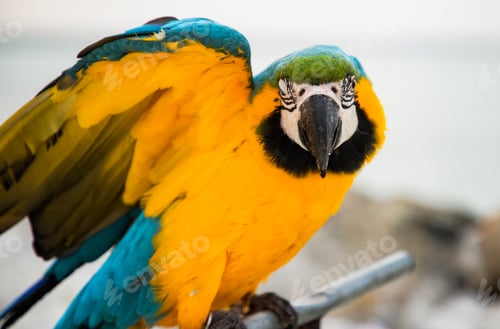 Preview: parrot / Macaw Close Up portrait
