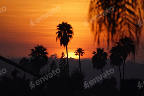 Preview: Beautiful and gorgeous sunset behind the palm trees in Southern California - Orange