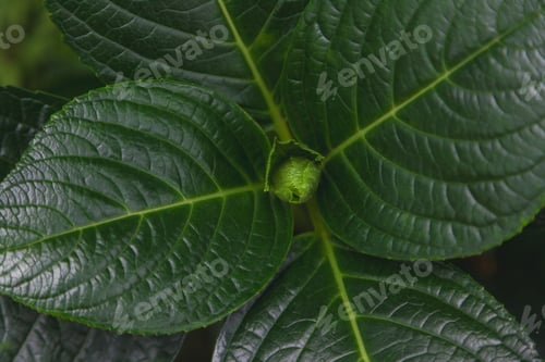 Preview: top view of beautiful green leaves on dark background